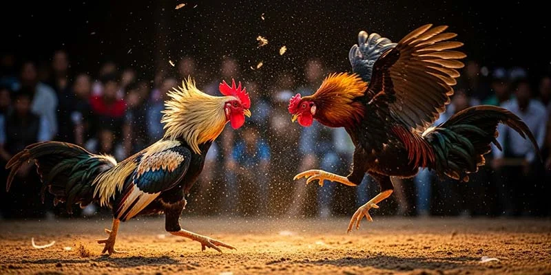 DAGA88 bảo mật tuyệt đối dữ liệu người chơi khi tham gia đá gà Philippines và tặng nhiều ưu đãi giá trị