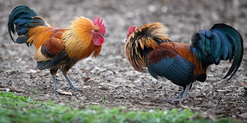 Cược thủ truy cập đúng link DAGA88 chính chủ để vào sảnh đá gà Thomo xem thông tin chiến kê tỷ lệ kèo