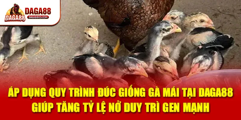 Áp dụng quy trình đúc giống gà mái tại DAGA88 giúp tăng tỷ lệ nở duy trì gen mạnh