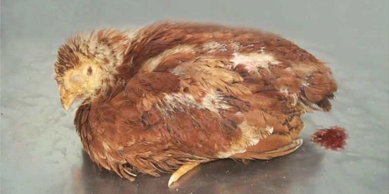 Bệnh Phổi Ở Gà Là Gì? Dấu Hiệu Và Cách Phòng Ngừa DAGA88