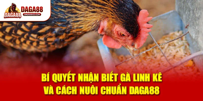 Bí Quyết Nhận Biết Gà Linh Kê Và Cách Nuôi Chuẩn DAGA88