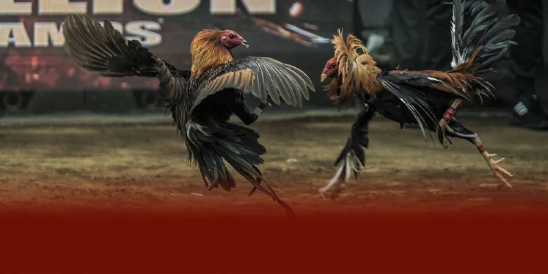 Cá cược đá gà cựa sắt hiệu quả khi phân tích kỹ trận đấu quan sát phong độ gà và áp dụng quản lý vốn thông minh