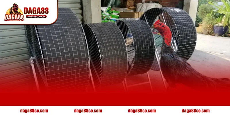 Cách tập lực cho gà chọi giúp tăng sức bền độ lì và giữ phong độ ổn định theo DAGA88