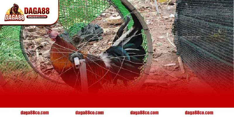 Cách Tập Lực Cho Gà Chọi Hiệu Quả Nhất Theo DAGA88