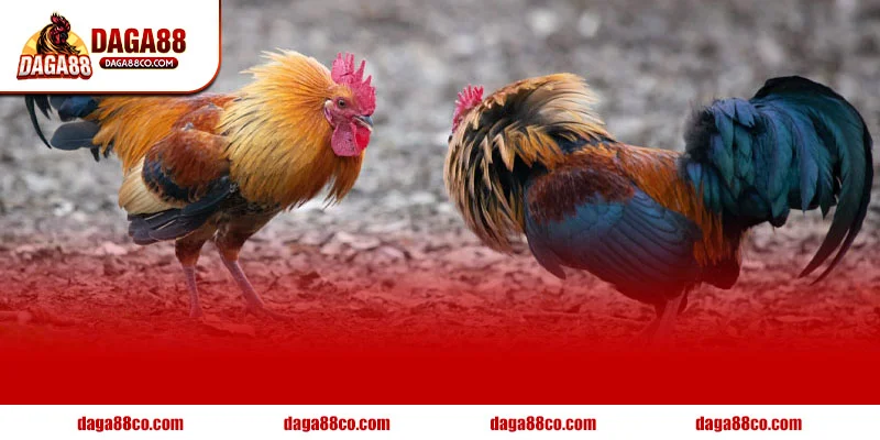 Cách tập lực cho gà chọi kết hợp lịch nghỉ và dinh dưỡng chuẩn giúp gà phục hồi nhanh