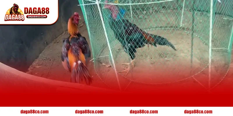 Cách tập lực cho gà chọi theo DAGA88 gồm chạy lồng vần hơi và om bóp giúp gà sung sức dẻo dai