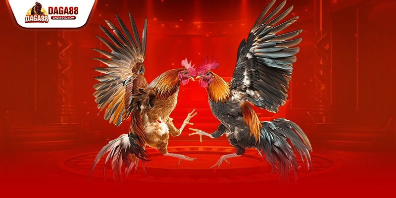 Cao thủ chia sẻ rằng muốn chọn kèo đá gà trực tiếp chuẩn xác người chơi cần quan sát phong độ gà chọi