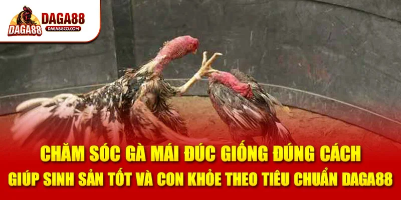 Chăm sóc gà mái đúc giống đúng cách giúp sinh sản tốt và con khỏe theo tiêu chuẩn DAGA88
