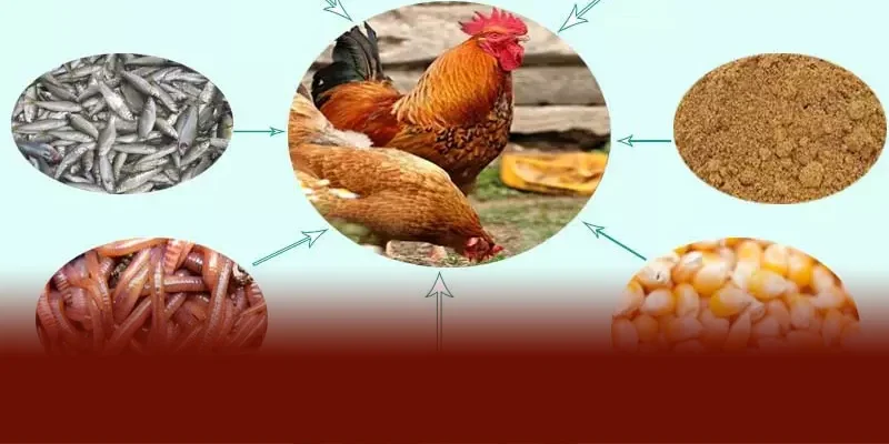 Chế độ dinh dưỡng gà chọi DAGA88 được phân chia hợp lý với tinh bột đạm rau xanh hằng ngày