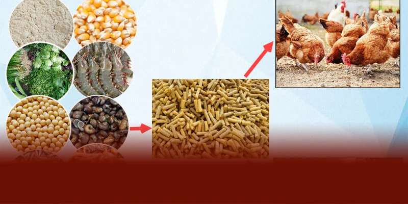 Chế độ dinh dưỡng gà chọi DAGA88 ngoài tinh bột đạm rau xanh và khoáng chất còn nên bổ sung tỏi để tăng đề kháng