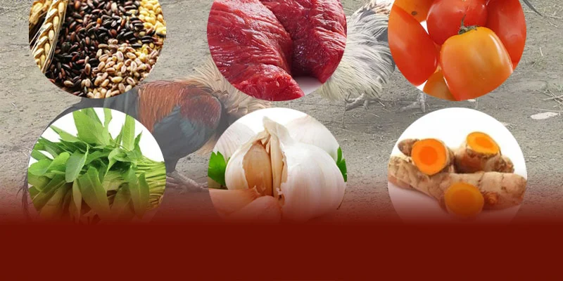 Chế Độ Dinh Dưỡng Gà Chọi DAGA88 – Bí Quyết Nuôi Sung Sức