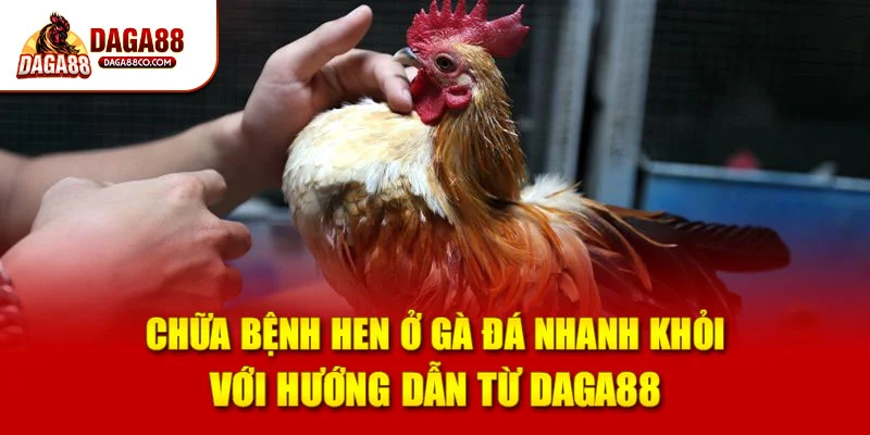 Chữa Bệnh Hen Ở Gà Đá Nhanh Khỏi Với Hướng Dẫn Từ DAGA88