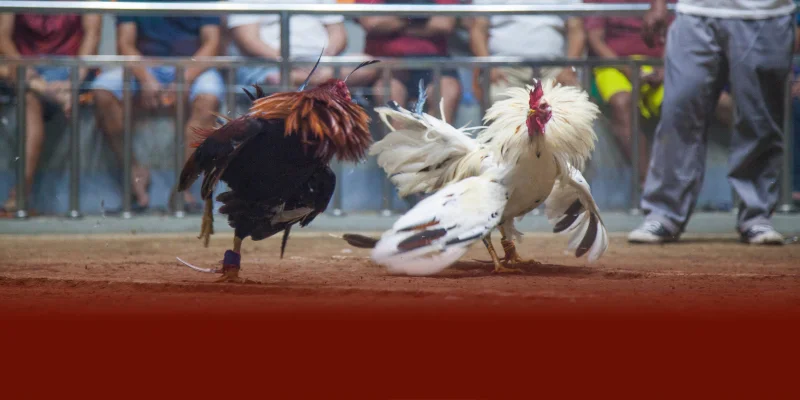 Đá gà cựa sắt tại DAGA88 an toàn minh bạch có thể xem lại highlight và tham gia trực tiếp trên web hoặc app tiện lợi