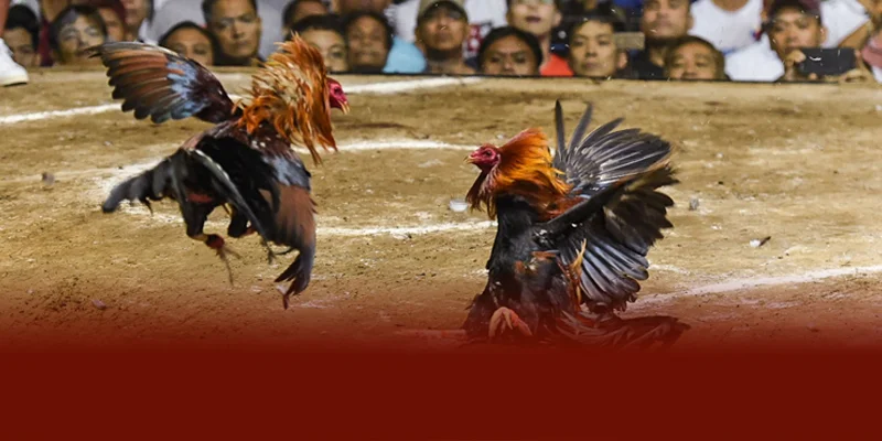 ĐÁ GÀ CỰA SẮT – TRẢI NGHIỆM ĐỈNH CAO TẠI DAGA88