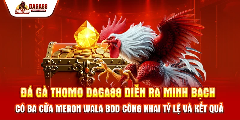 Đá gà Thomo DAGA88 diễn ra minh bạch có ba cửa MERON WALA BDD công khai tỷ lệ và kết quả
