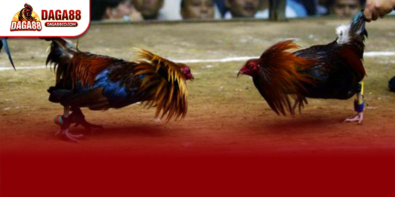 Đá Gà Trực Tiếp C1 quy tụ những chiến kê hàng đầu Thomo với sức bền