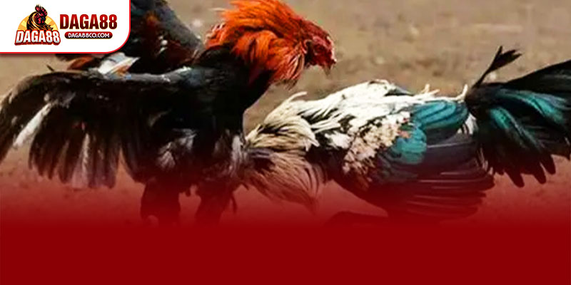 Đá Gà Trực Tiếp C1 tại DAGA88 mang đến trải nghiệm xem chuẩn Full HD sống động