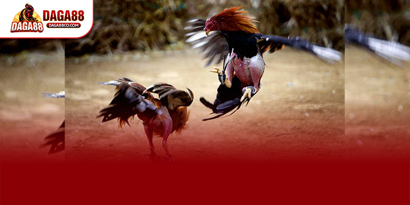 ĐÁ GÀ TRỰC TIẾP C3 – TRẬN ĐẤU THOMO ĐỈNH CAO TẠI DAGA88