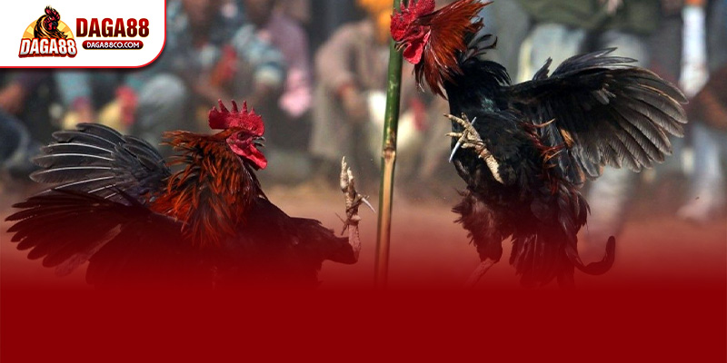 ĐÁ GÀ TRỰC TIẾP C4 DAGA88 – GIẢI THOMO CAMPUCHIA HÔM NAY