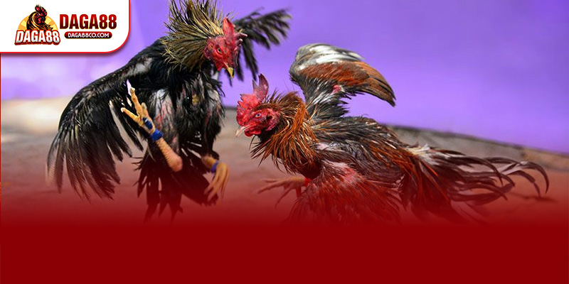 ĐÁ GÀ TRỰC TIẾP C4 trên DAGA88 mang đến trải nghiệm xem mượt mà