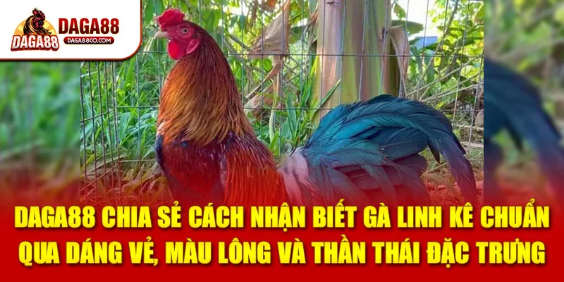 DAGA88 chia sẻ cách nhận biết gà linh kê chuẩn qua dáng vẻ, màu lông và thần thái đặc trưng