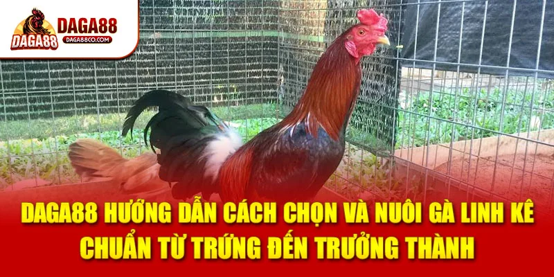 DAGA88 hướng dẫn cách chọn và nuôi gà linh kê chuẩn từ trứng đến trưởng thành