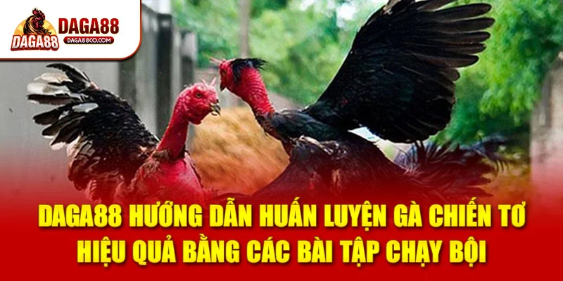 DAGA88 hướng dẫn huấn luyện gà chiến tơ hiệu quả bằng các bài tập chạy bội