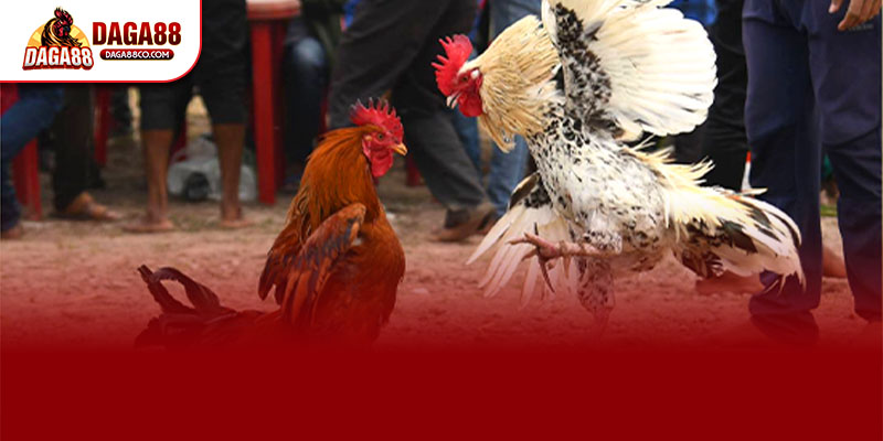 DAGA88 là nền tảng xem Đá Gà Trực Tiếp C1 uy tín hàng đầu, phát sóng 24/7 chuẩn Full HD