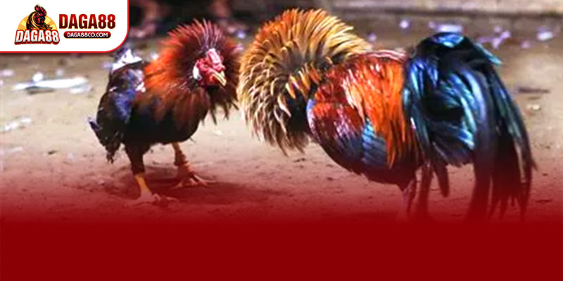 DAGA88 mang đến trải nghiệm ĐÁ GÀ TRỰC TIẾP C3 với hình ảnh Full HD