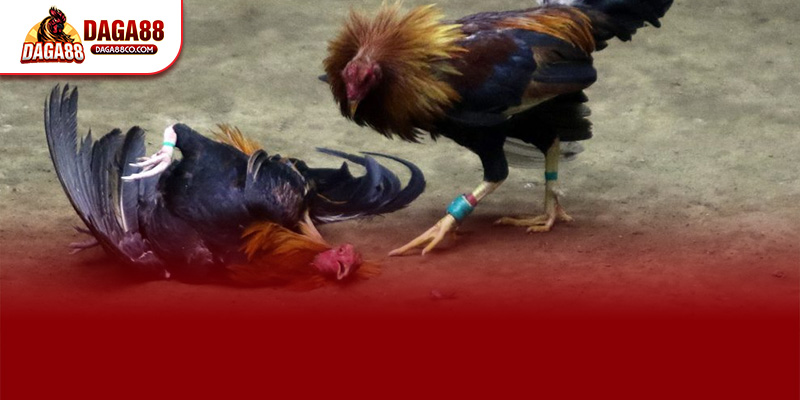 Đăng Ký DAGA88 – Hướng Dẫn Chi Tiết Cho Tân Binh 2025