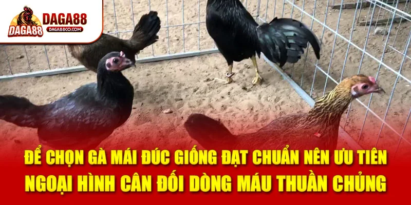 Để chọn gà mái đúc giống đạt chuẩn nên ưu tiên ngoại hình cân đối dòng máu thuần chủng
