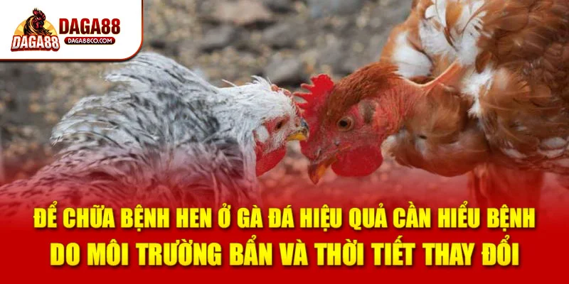 Để chữa bệnh hen ở gà đá hiệu quả cần hiểu bệnh do môi trường bẩn và thời tiết thay đổi