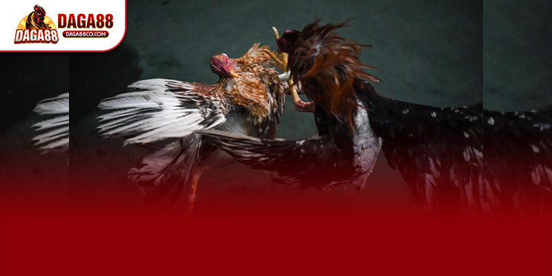 Để đăng ký DAGA88 hợp lệ người chơi phải đủ 18 tuổi cung cấp thông tin trùng khớp thực tế