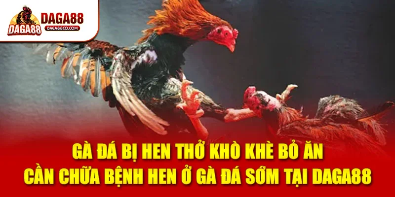 Gà đá bị hen thở khò khè bỏ ăn cần chữa bệnh hen ở gà đá sớm tại DAGA88