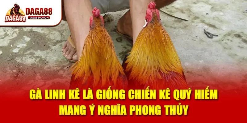 Gà linh kê là giống chiến kê quý hiếm mang ý nghĩa phong thủy