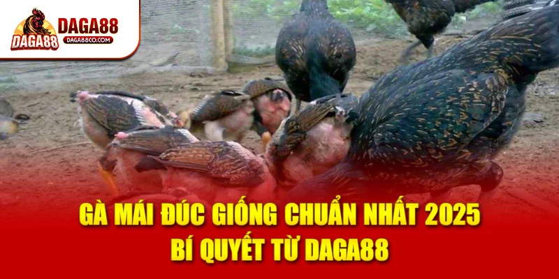 Gà Mái Đúc Giống Chuẩn Nhất 2025 – Bí Quyết Từ DAGA88