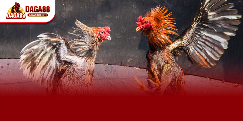 Khi xem ĐÁ GÀ TRỰC TIẾP C3 trên DAGA88 người hâm mộ nên quan sát lối đánh ghi chú tỷ lệ thắng thua