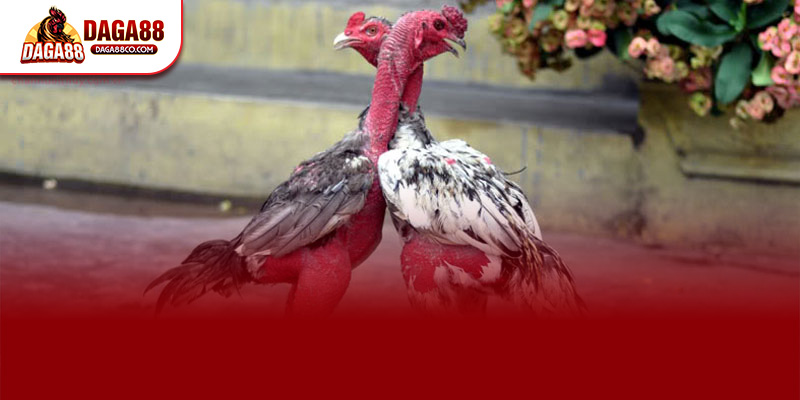 Người chơi chỉ cần truy cập DAGA88 chọn mục “Đá gà trực tiếp – Trường C4” và nhấn “Xem ngay” để thưởng thức