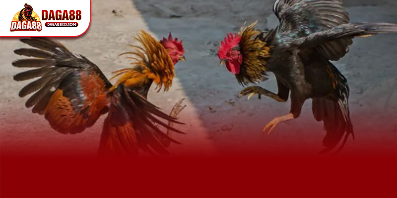 Người chơi truy cập DAGA88 qua link chính thức nhấn “Đăng ký DAGA88” và điền đầy đủ thông tin cá nhân