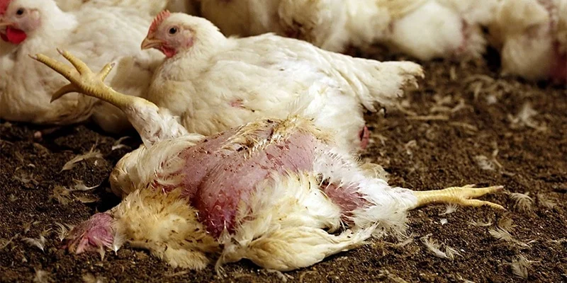 Nguyên nhân bệnh phổi ở gà do môi trường và vi khuẩn gây ra