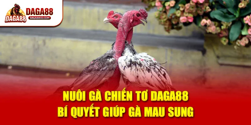 Nuôi Gà Chiến Tơ DAGA88 – Bí Quyết Giúp Gà Mau Sung