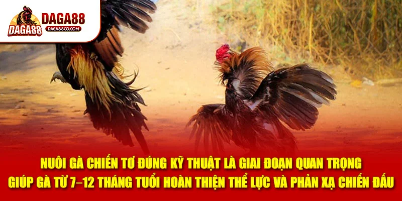 Nuôi gà chiến tơ đúng kỹ thuật là giai đoạn quan trọng giúp gà từ 7–12 tháng tuổi hoàn thiện thể lực và phản xạ chiến đấu