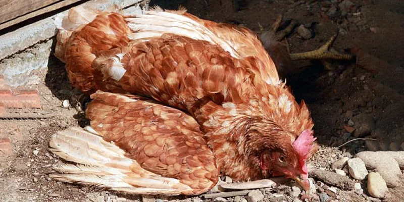 Phòng bệnh phổi ở gà hiệu quả từ hướng dẫn DAGA88