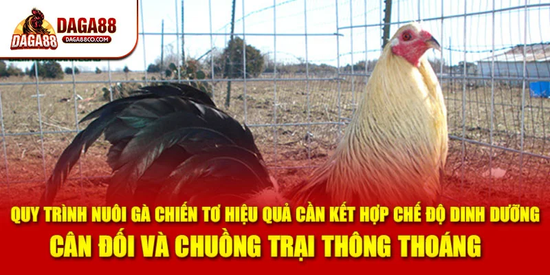 Quy trình nuôi gà chiến tơ hiệu quả cần kết hợp chế độ dinh dưỡng cân đối và chuồng trại thông thoáng