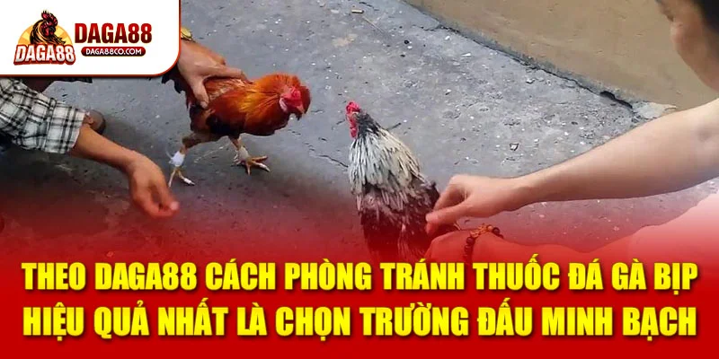 Theo DAGA88 cách phòng tránh thuốc đá gà bịp hiệu quả nhất là chọn trường đấu minh bạch