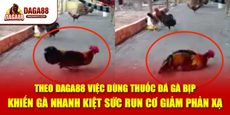 Theo DAGA88 việc dùng thuốc đá gà bịp khiến gà nhanh kiệt sức run cơ giảm phản xạ