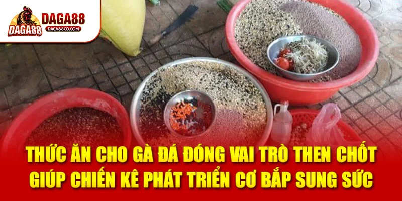 Thức ăn cho gà đá đóng vai trò then chốt giúp chiến kê phát triển cơ bắp sung sức