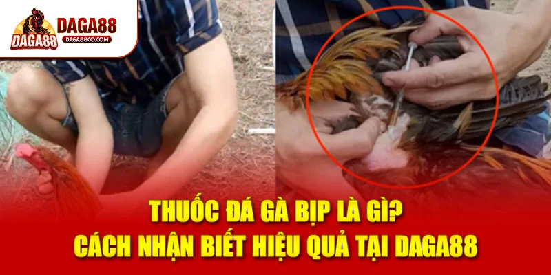 Thuốc Đá Gà Bịp Là Gì? Cách Nhận Biết Hiệu Quả Tại DAGA88