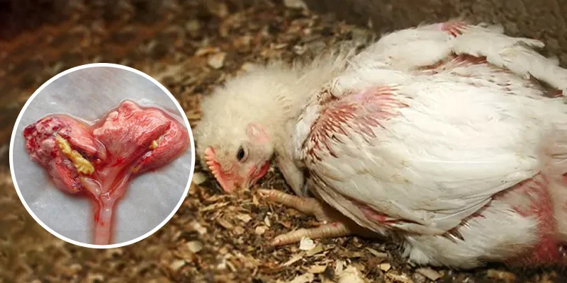 Triệu chứng bệnh phổi ở gà qua biểu hiện hô hấp và dáng đứng