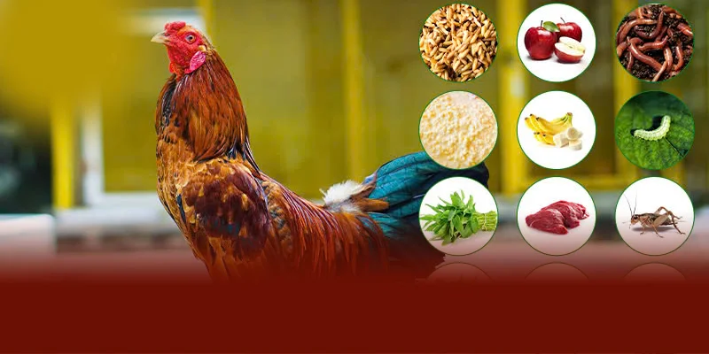 Trong chế độ dinh dưỡng gà chọi cần cân đối tinh bột từ thóc ngô lúa và đạm từ cá thịt bò sâu superworm